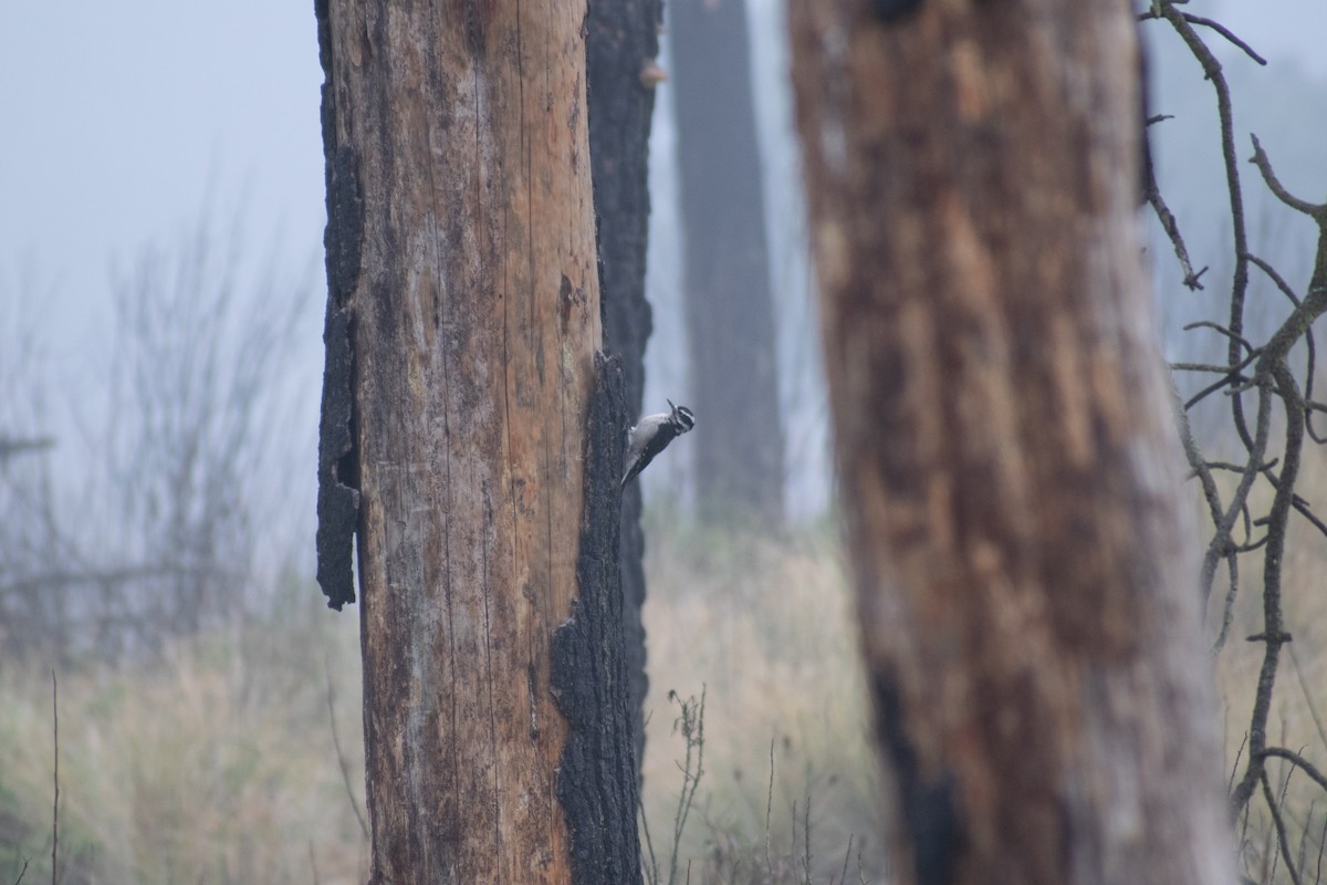 Hairy Woodpecker (South Mexican) - ML627797239