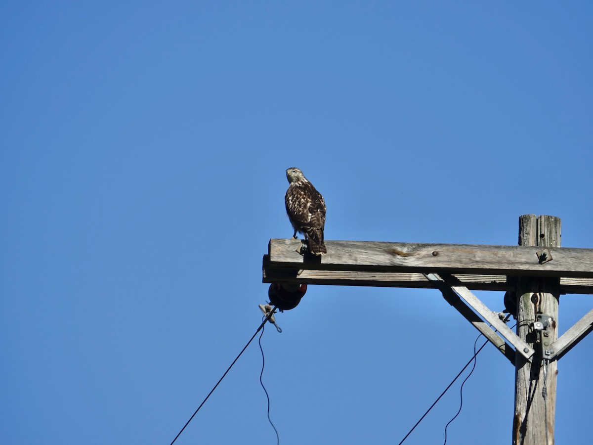 Red-tailed Hawk - ML627797240