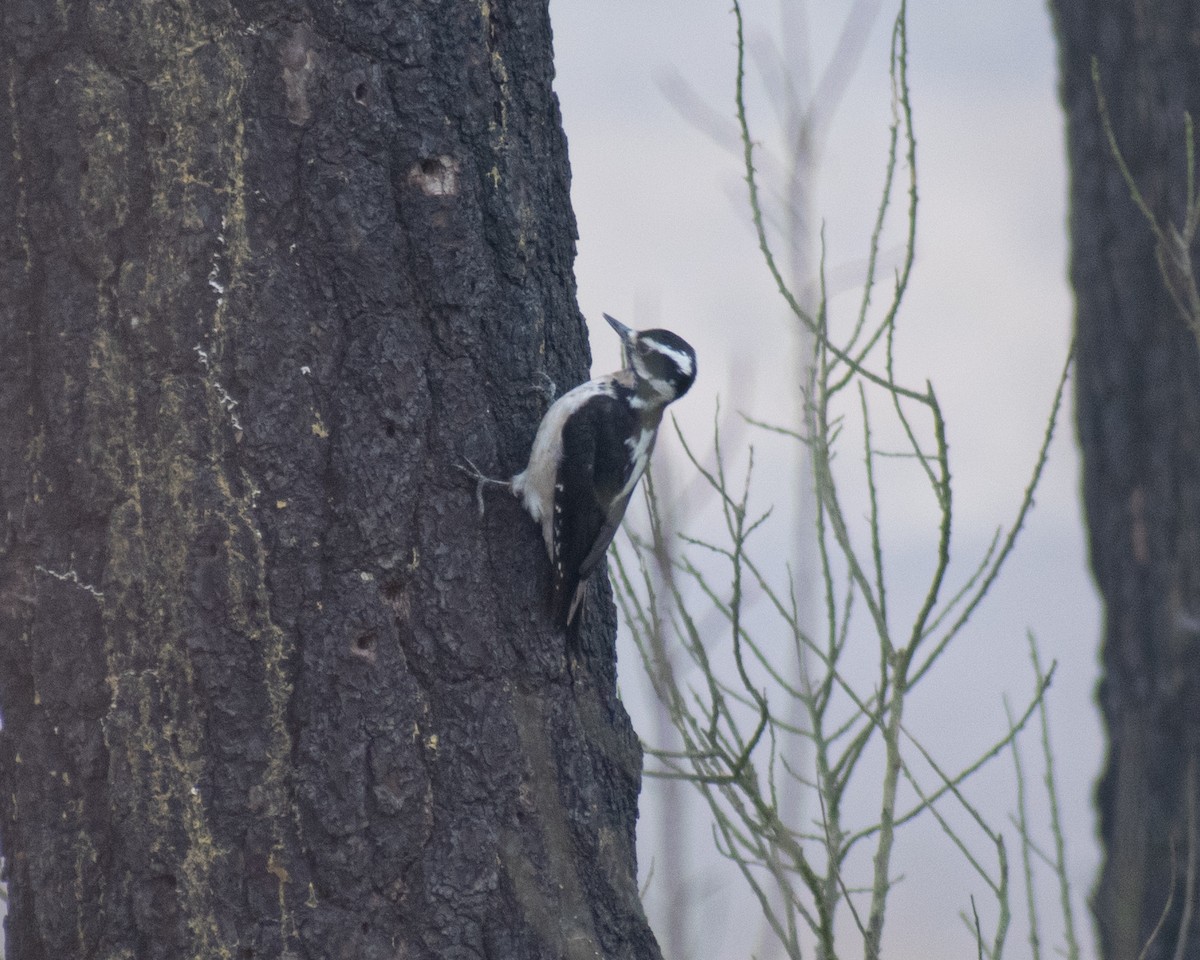 Hairy Woodpecker (South Mexican) - ML627797242