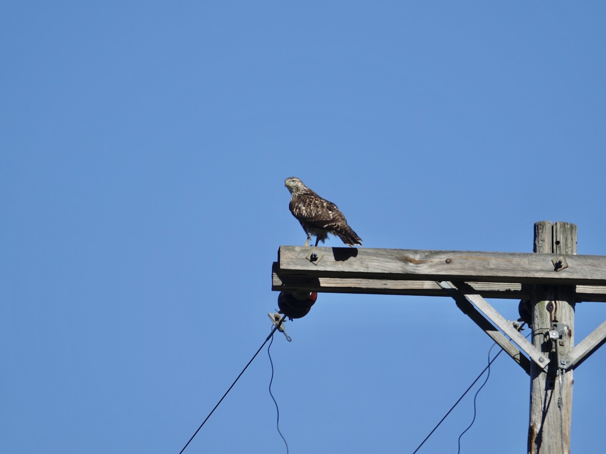 Red-tailed Hawk - ML627797251