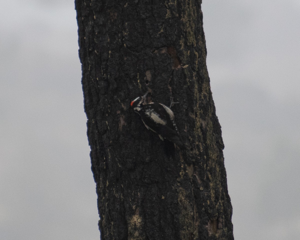 Hairy Woodpecker (South Mexican) - ML627797252