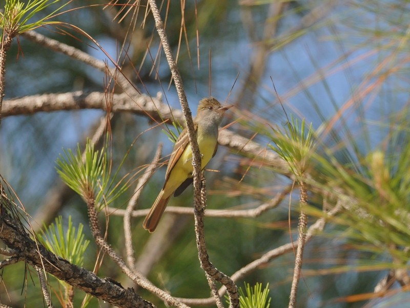 Great Crested Flycatcher - ML627797275