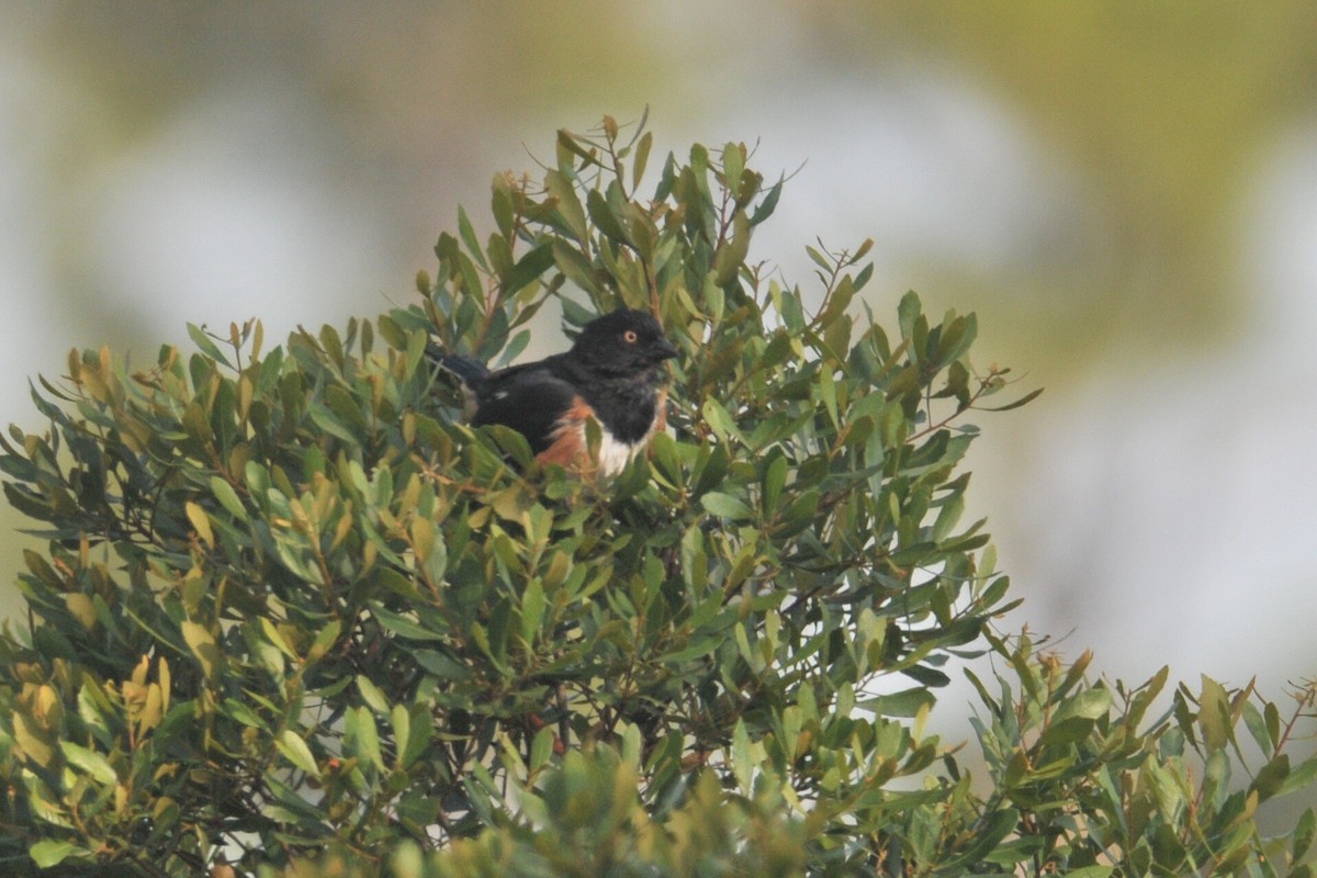 Eastern Towhee - ML627797292