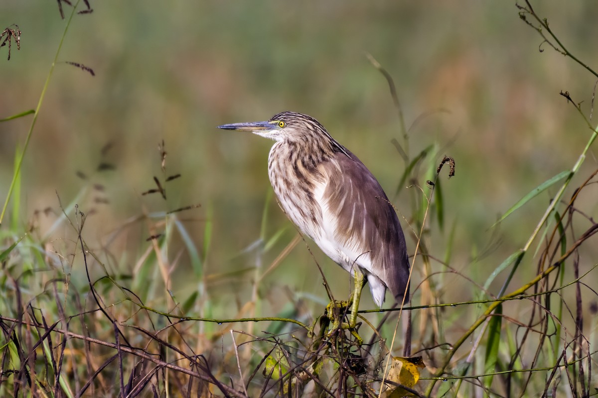 mangrovehegre - ML627797304