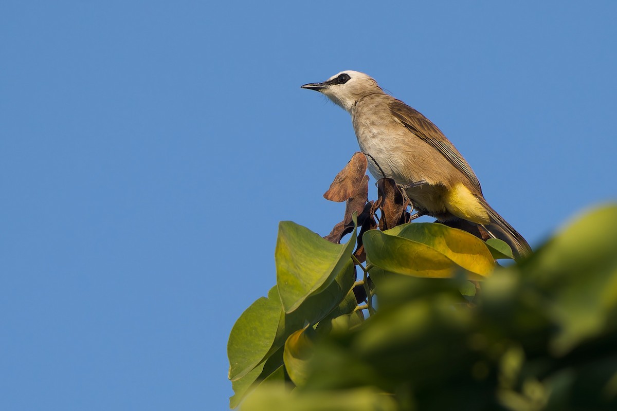 Yellow-vented Bulbul (Sunda) - ML627797314