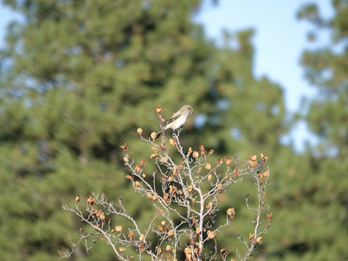 Northern Shrike - ML627797339