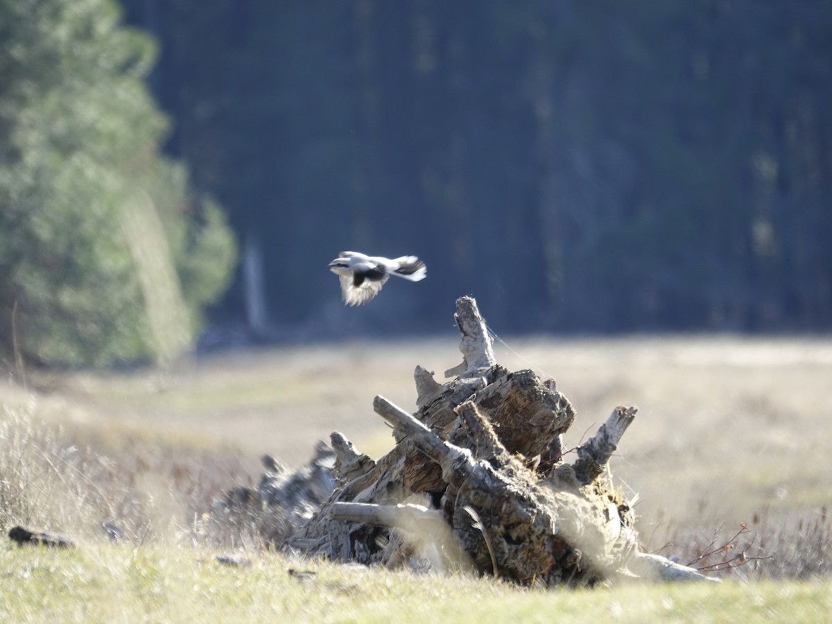 Northern Shrike - ML627797341