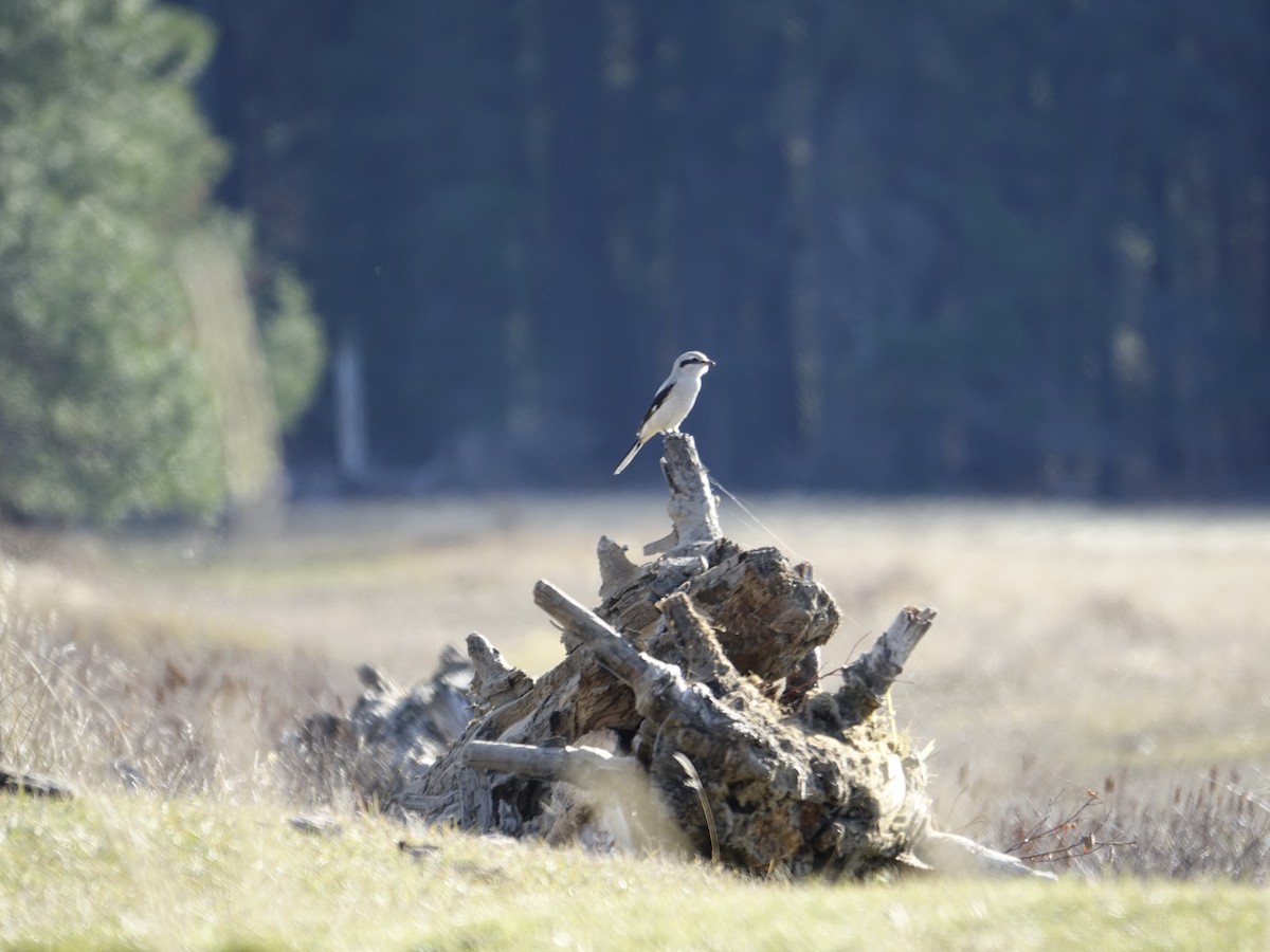 Northern Shrike - ML627797350