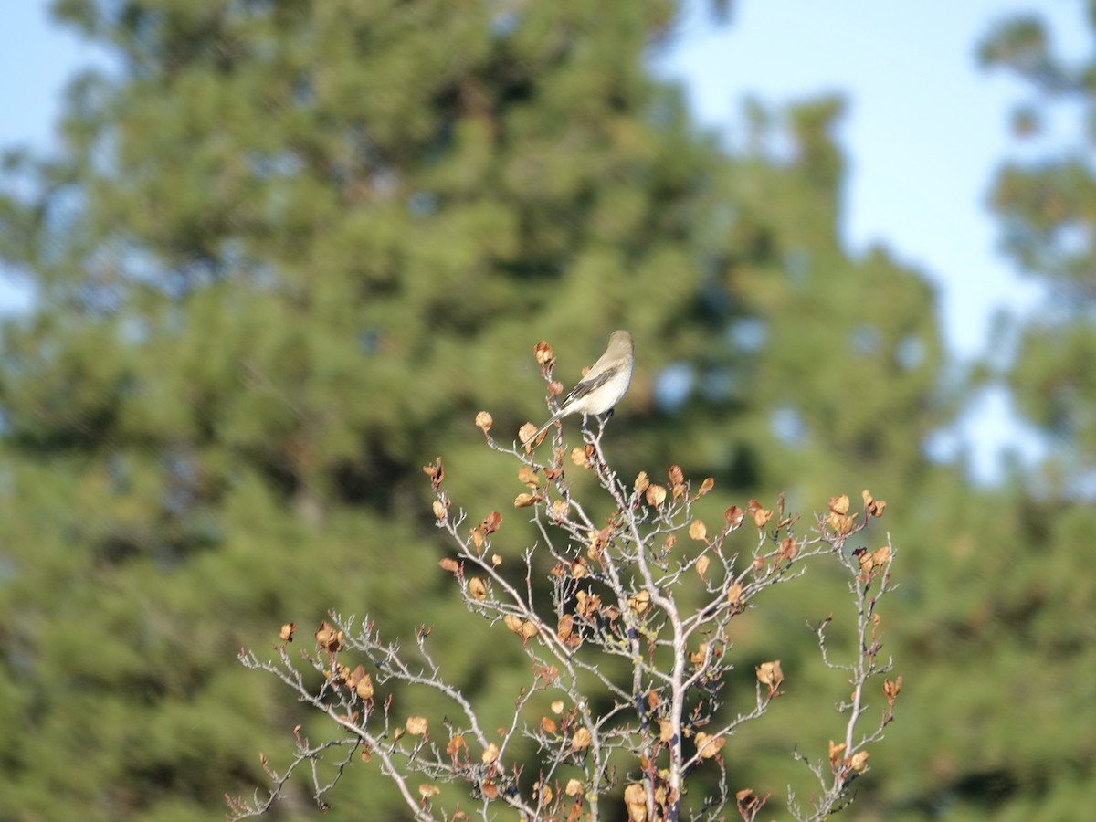 Northern Shrike - ML627797365