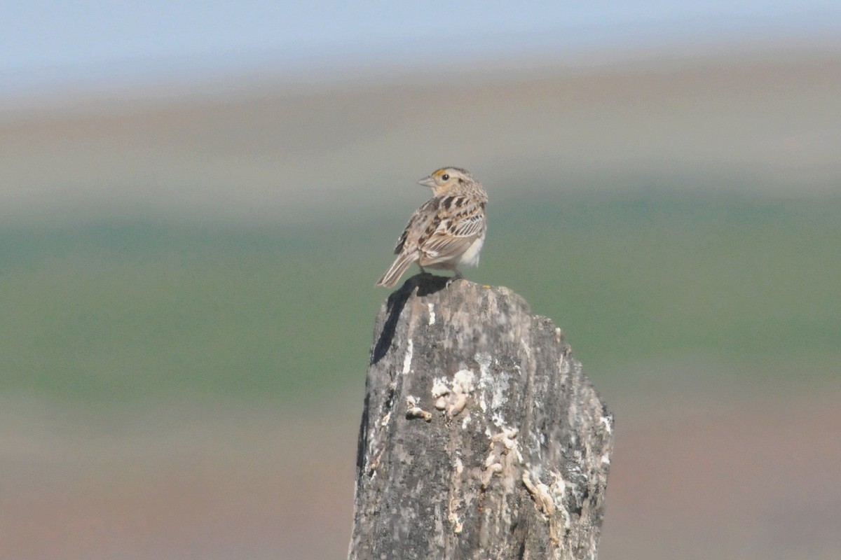 Grasshopper Sparrow - ML627797369