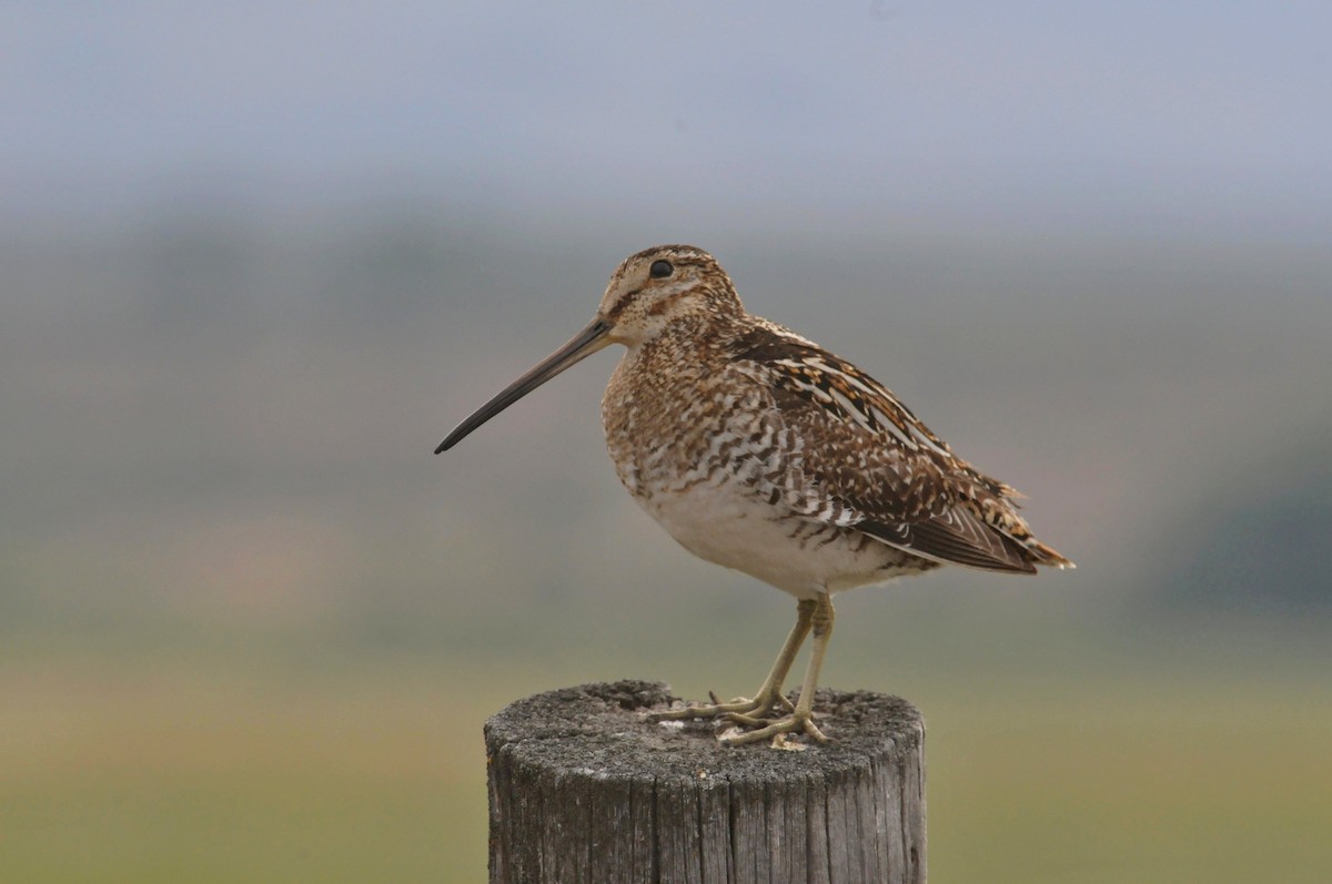 Wilson's Snipe - ML627797385