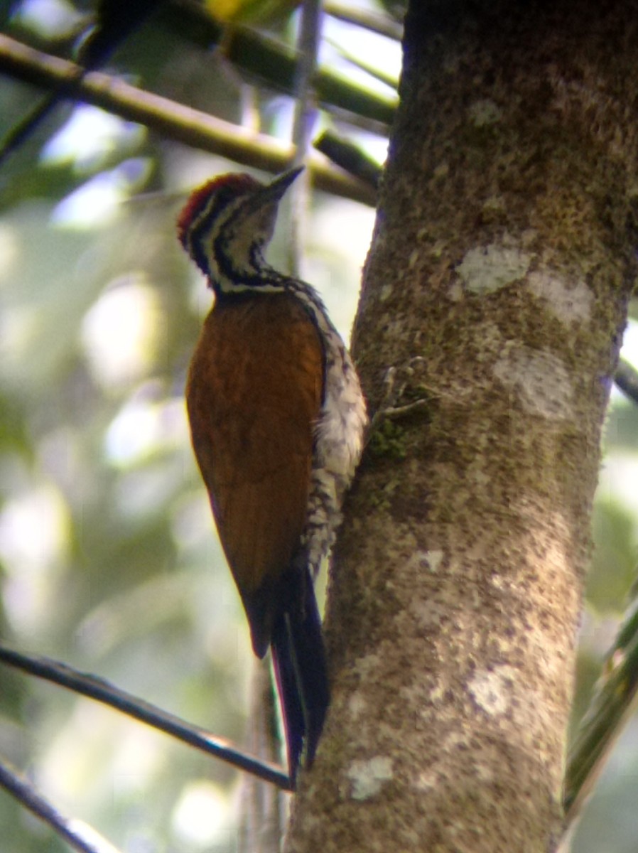 Common Flameback - ML627797392