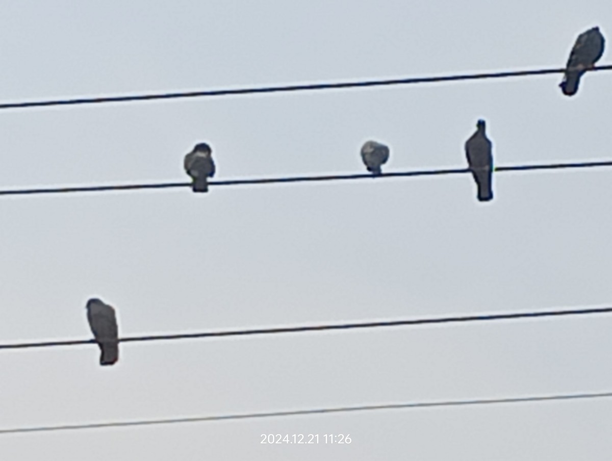 Rock Pigeon (Feral Pigeon) - ML627797399