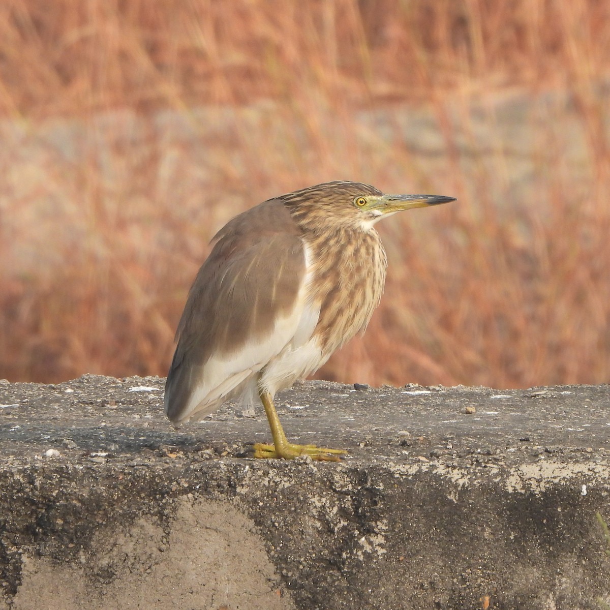 mangrovehegre - ML627797412