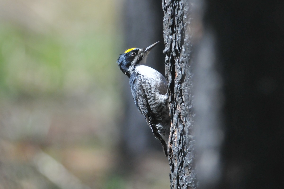 Black-backed Woodpecker - ML627797458