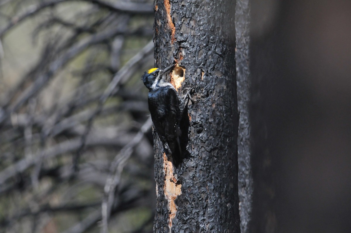 Black-backed Woodpecker - ML627797459