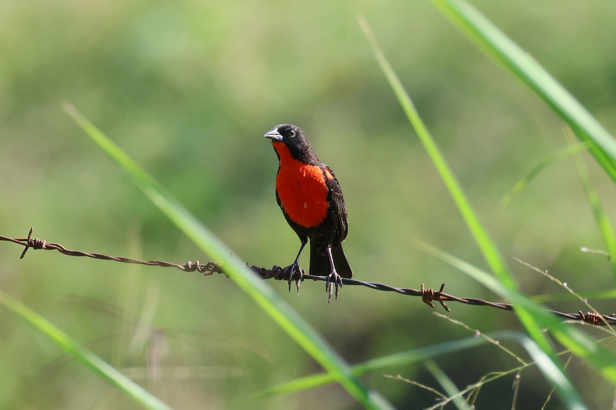 Red-breasted Meadowlark - ML627797493