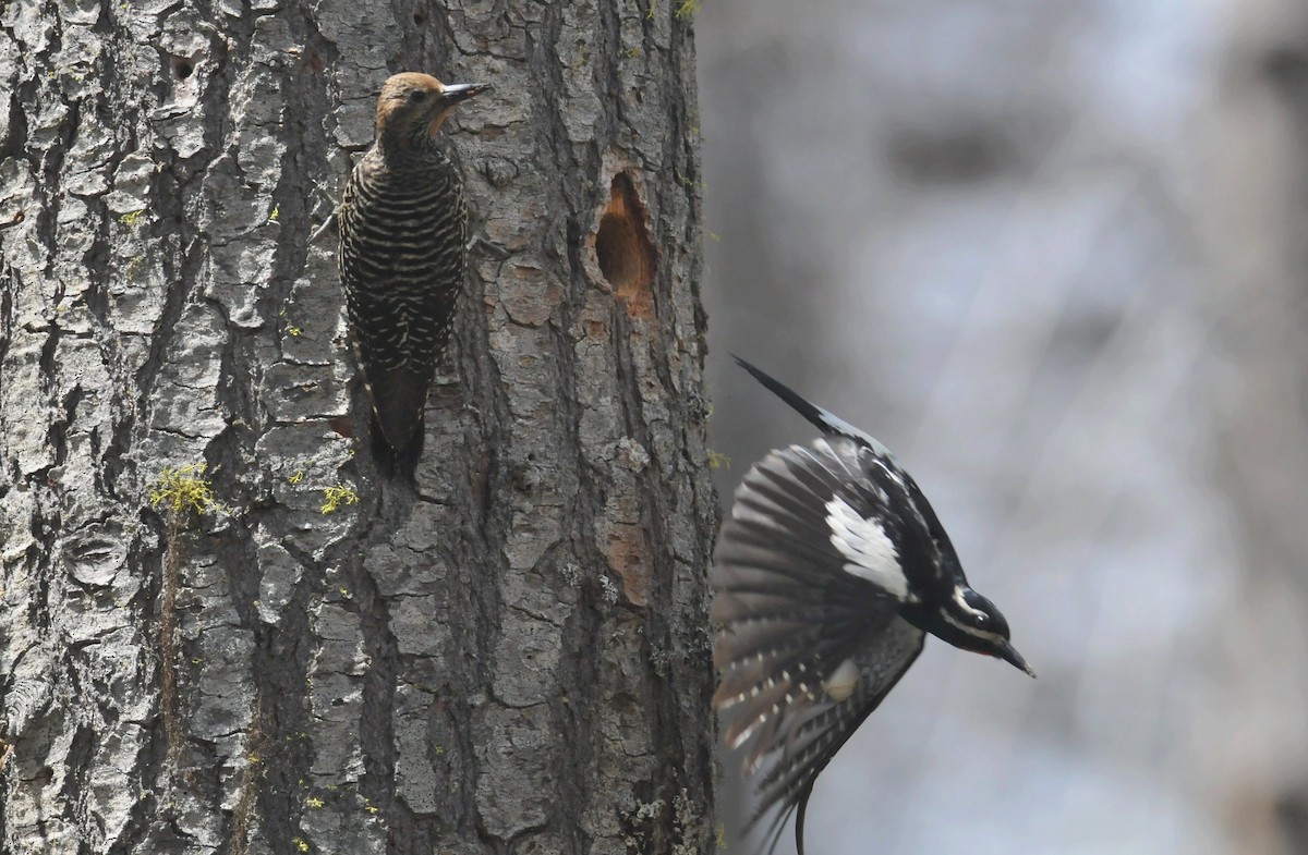 Williamson's Sapsucker - ML627797494