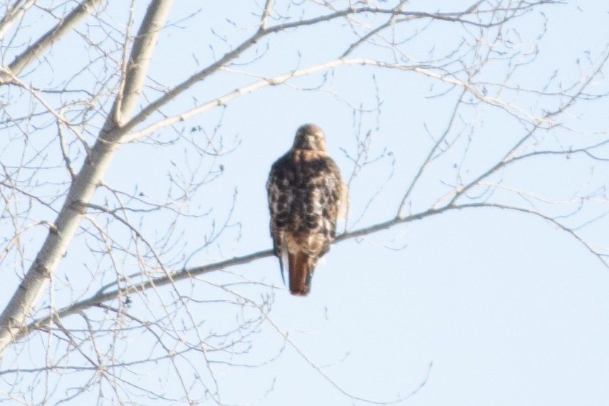 Red-tailed Hawk - ML627797496