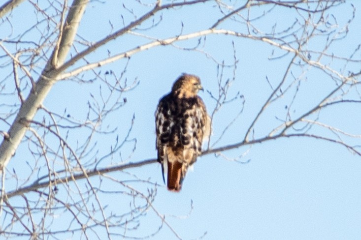 Red-tailed Hawk - ML627797497