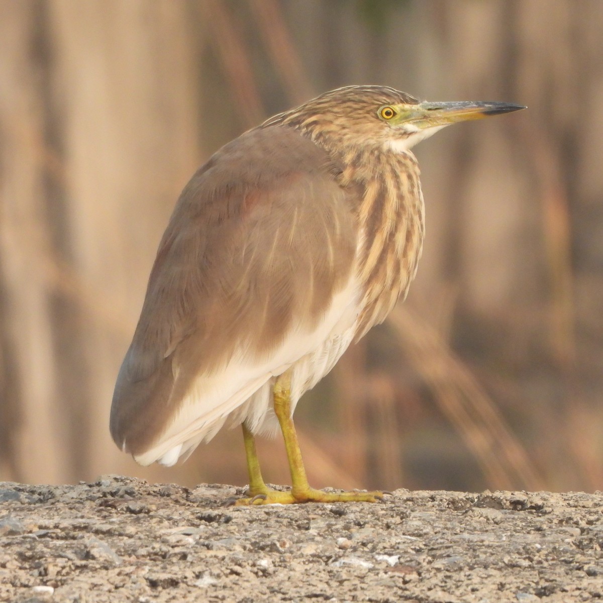 mangrovehegre - ML627797499