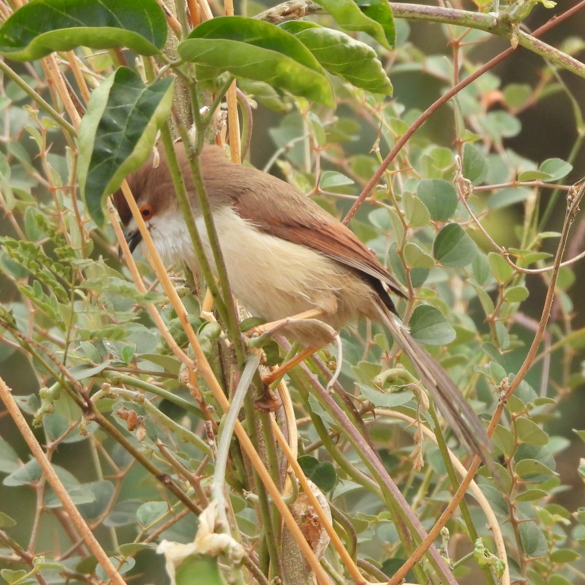 Yellow-eyed Babbler - ML627797550