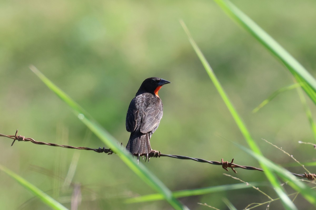 Red-breasted Meadowlark - ML627797556