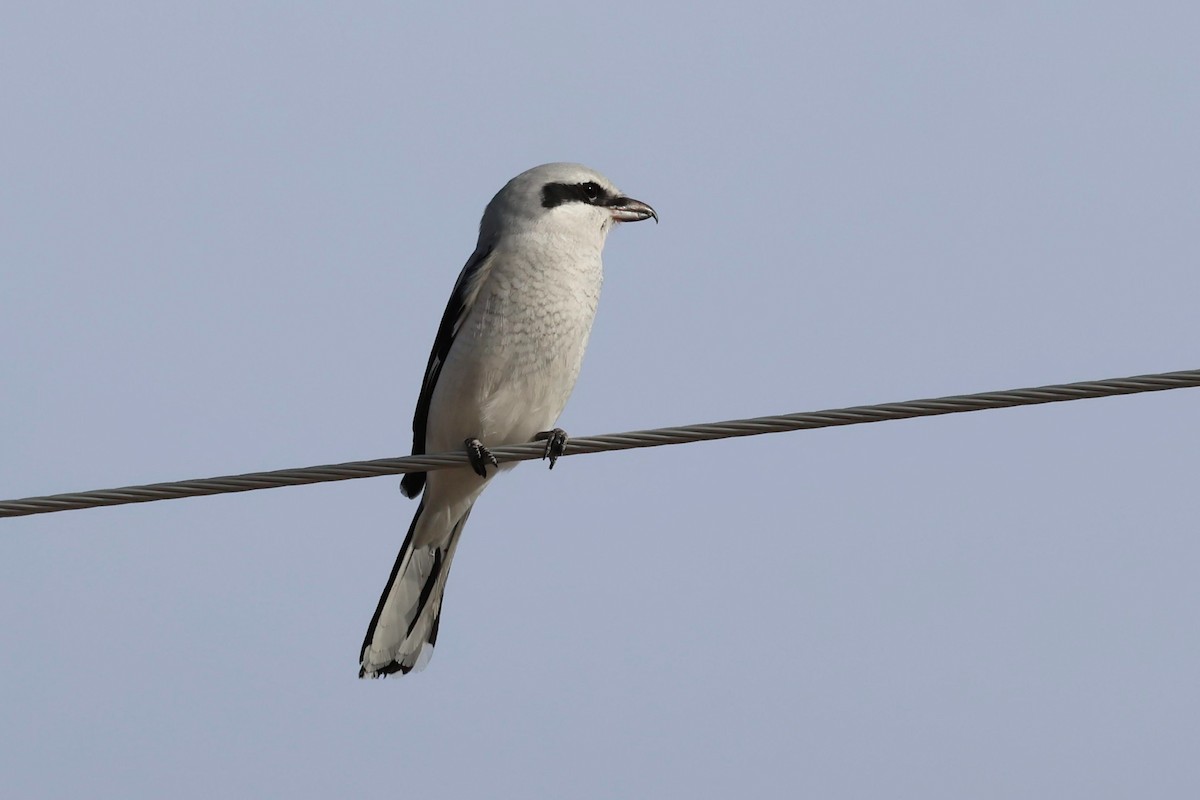 Northern Shrike - ML627797578