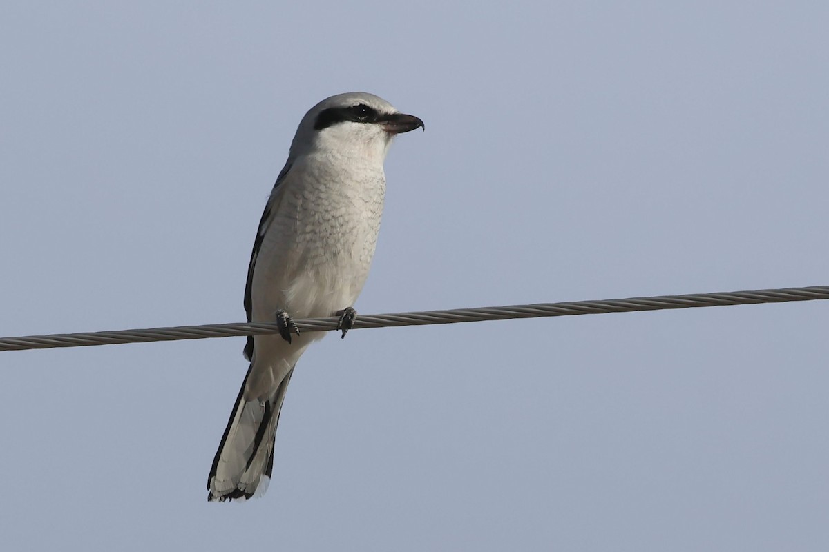 Northern Shrike - ML627797579