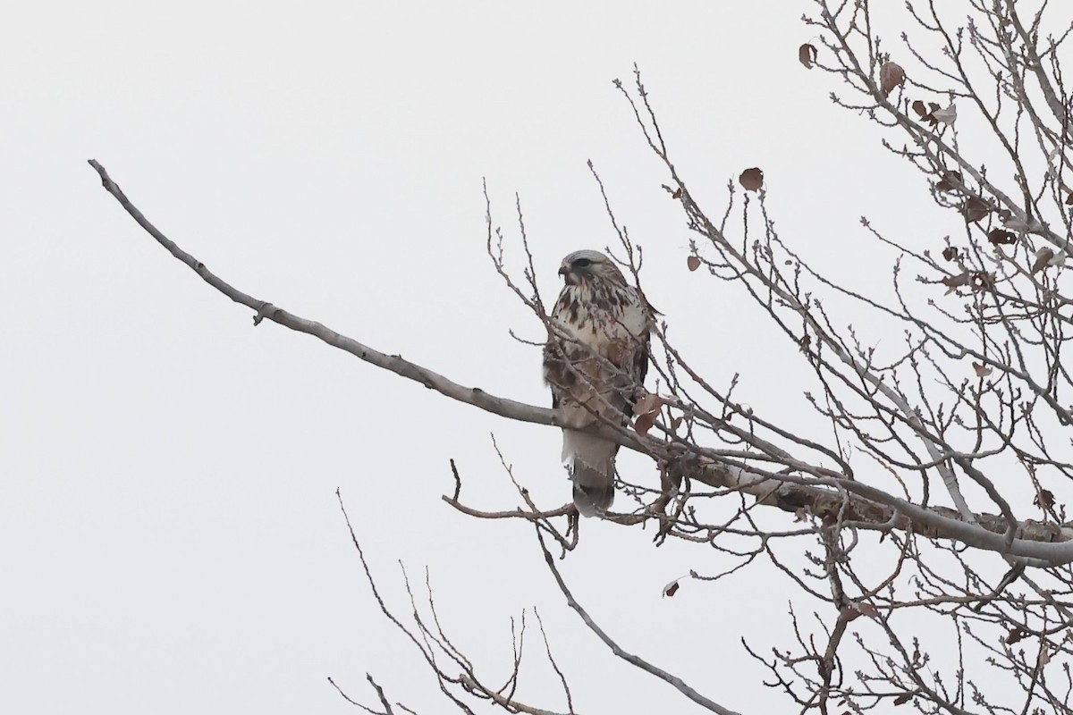 Rough-legged Hawk - ML627797589