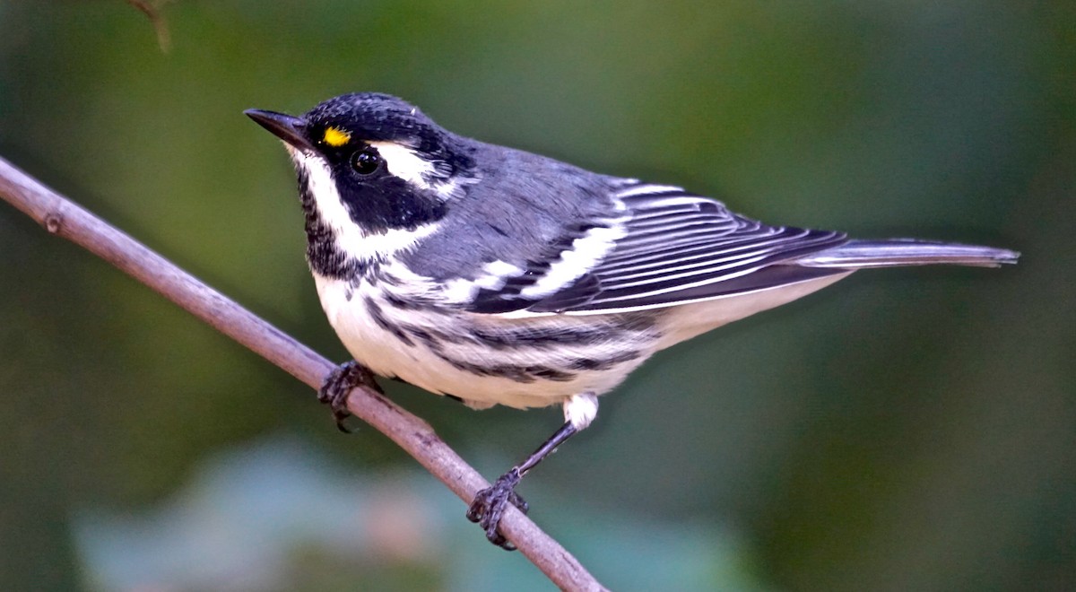 Black-throated Gray Warbler - ML627797622