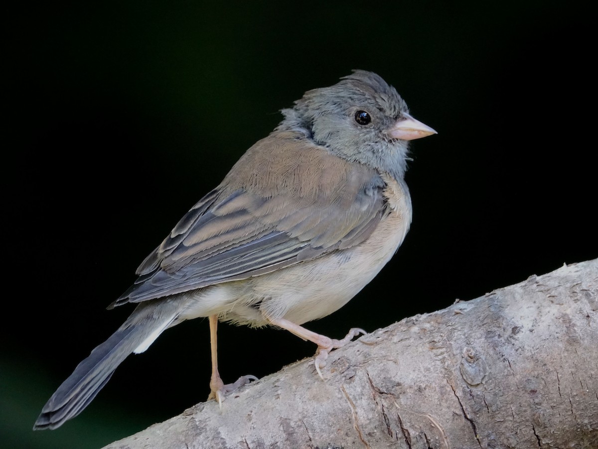 Dark-eyed Junco - ML627797625