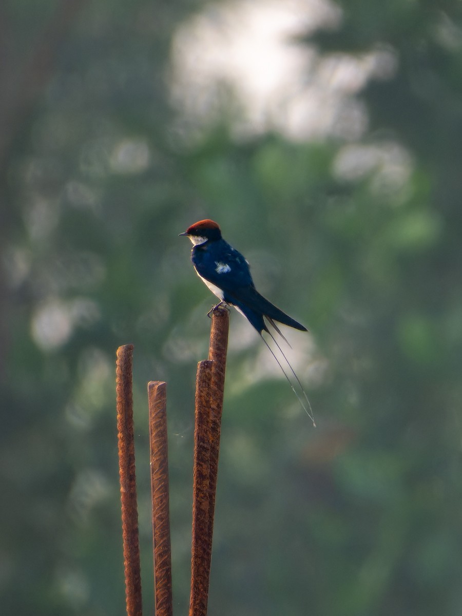 Wire-tailed Swallow - ML627797654