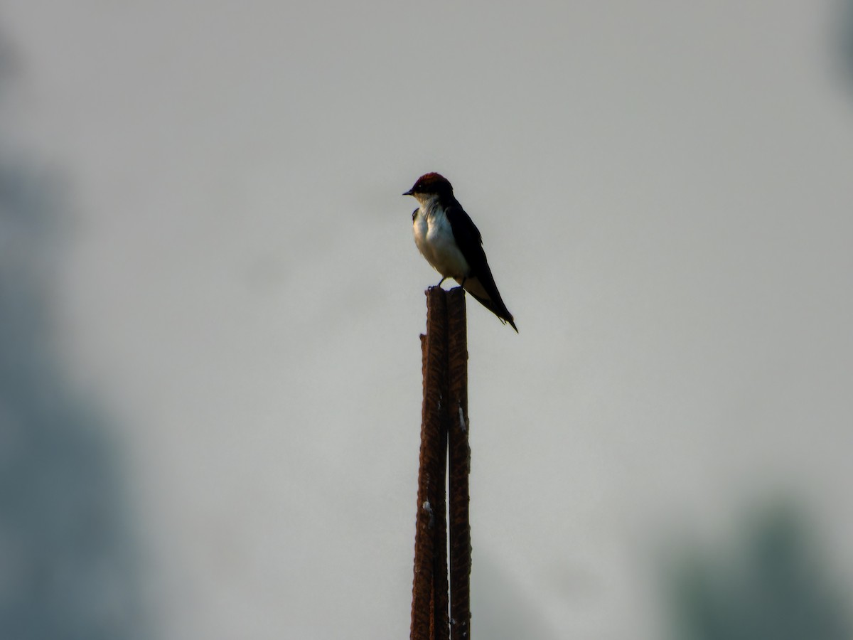 Wire-tailed Swallow - ML627797655