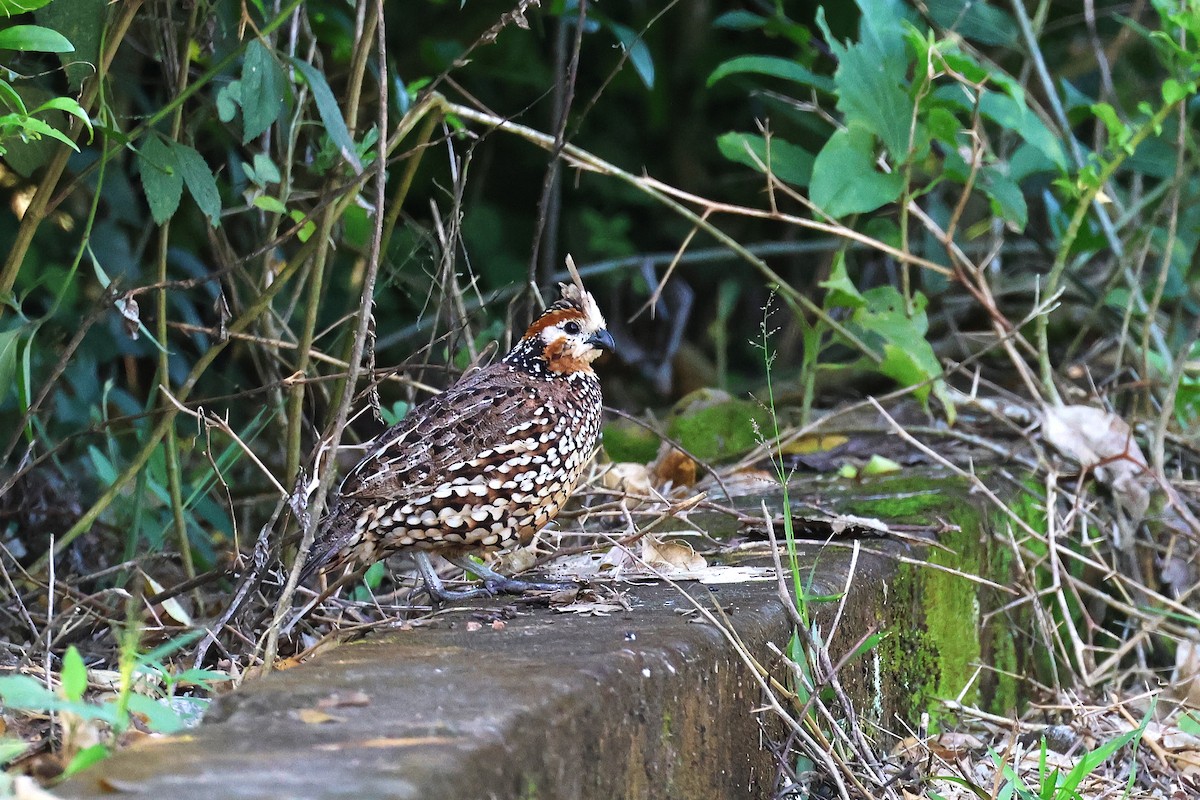 Crested Bobwhite - ML627797663