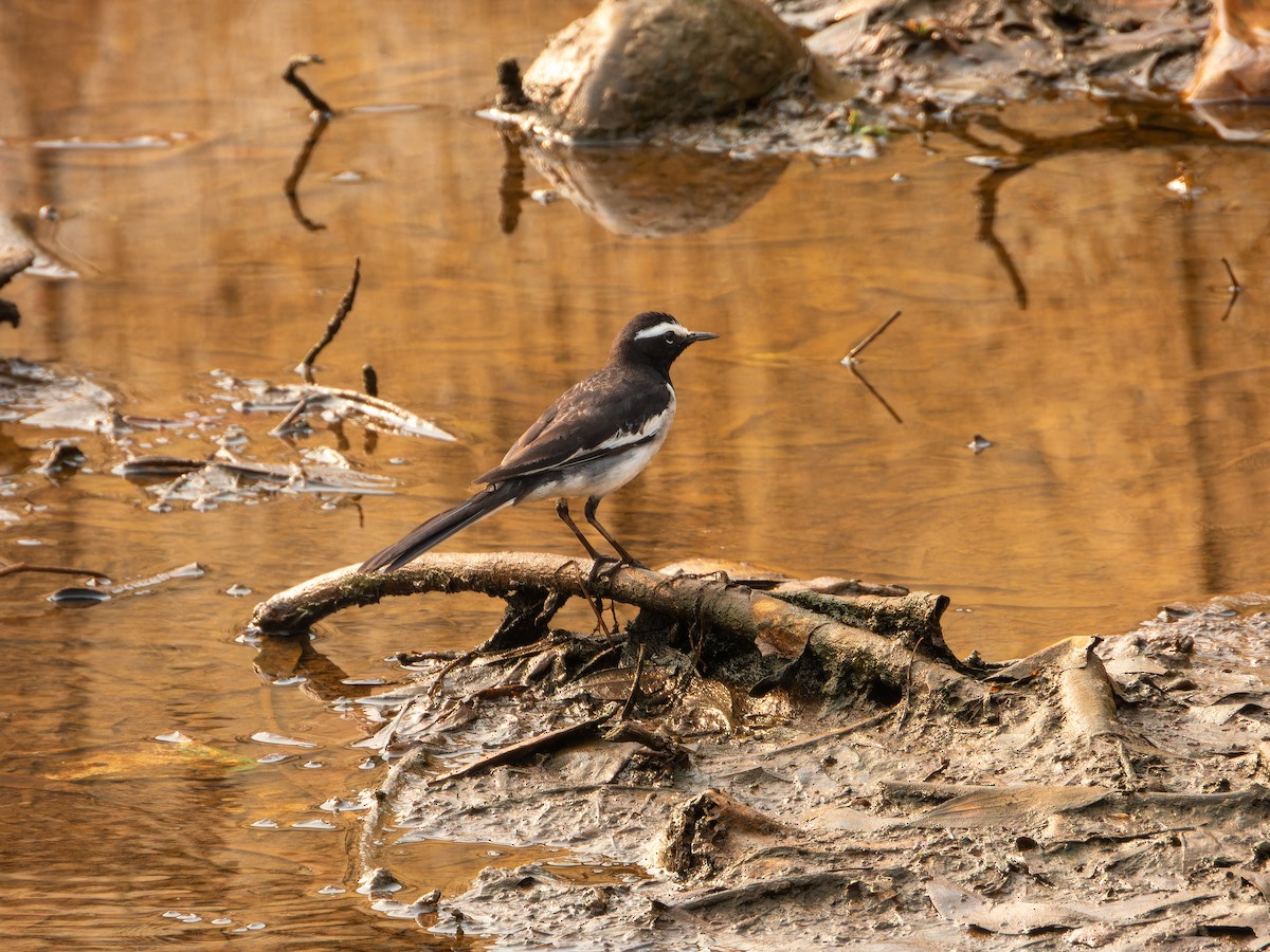 White-browed Wagtail - ML627797665