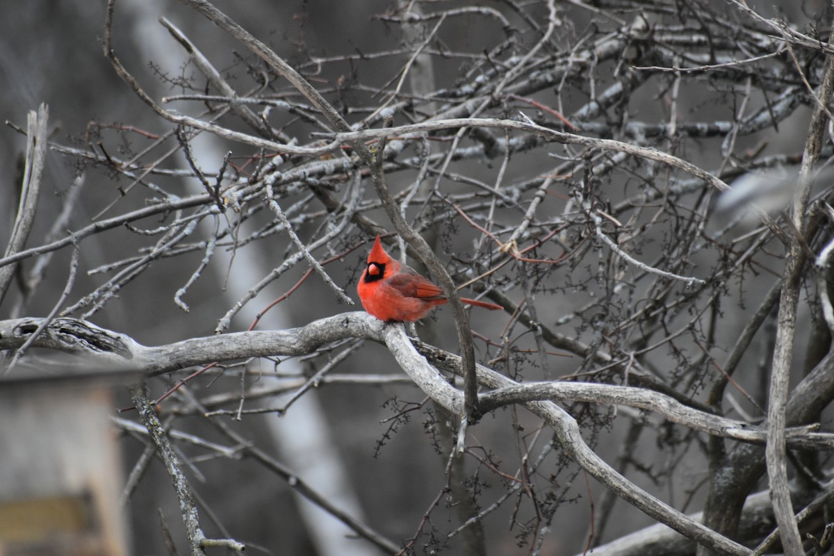 Northern Cardinal - ML627797673