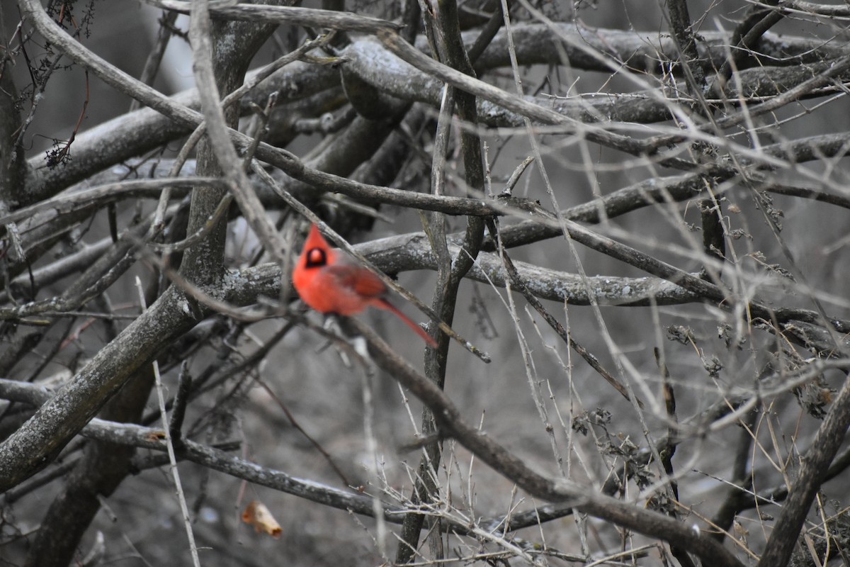 Northern Cardinal - ML627797674