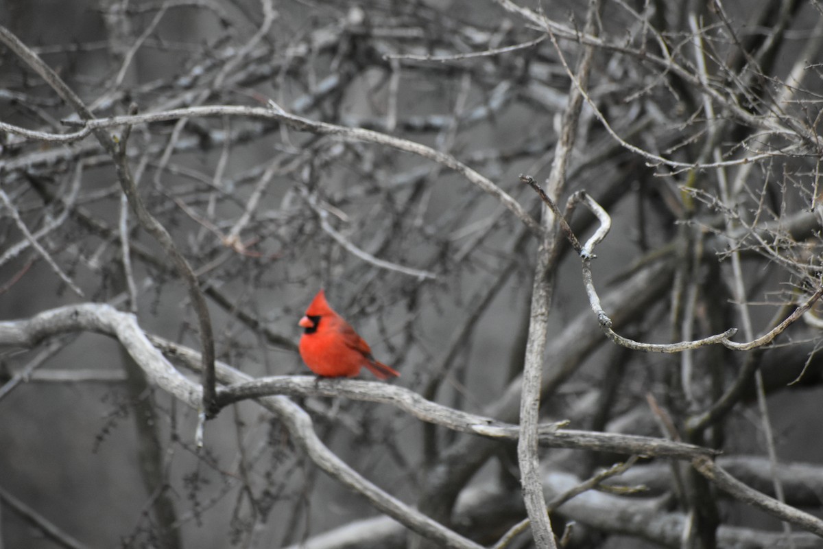 Northern Cardinal - ML627797675