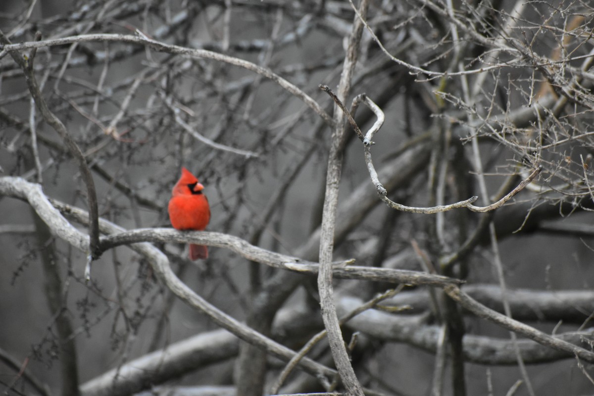 Northern Cardinal - ML627797676