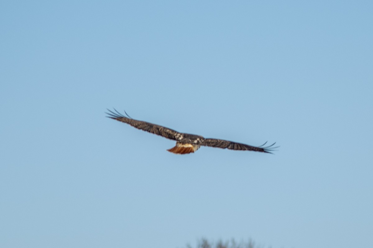 Red-tailed Hawk - ML627797677