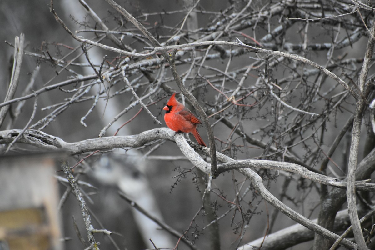 Northern Cardinal - ML627797678