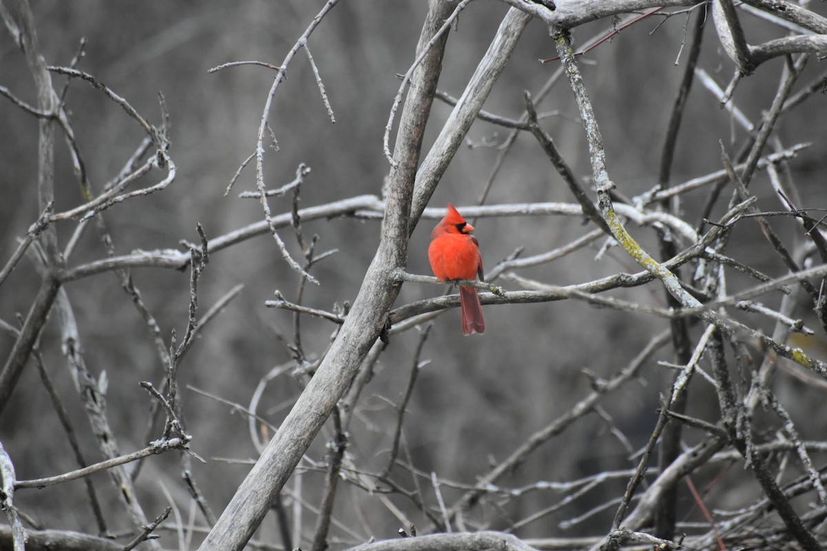 Northern Cardinal - ML627797679