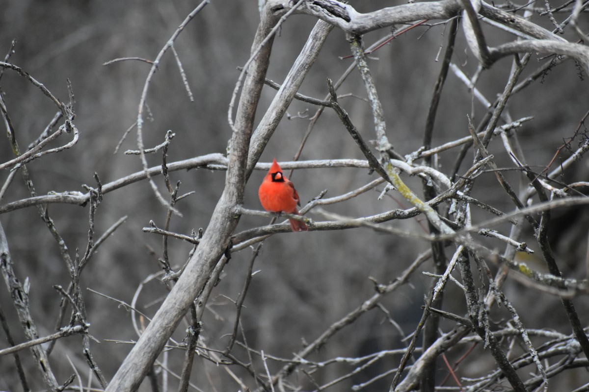 Northern Cardinal - ML627797680