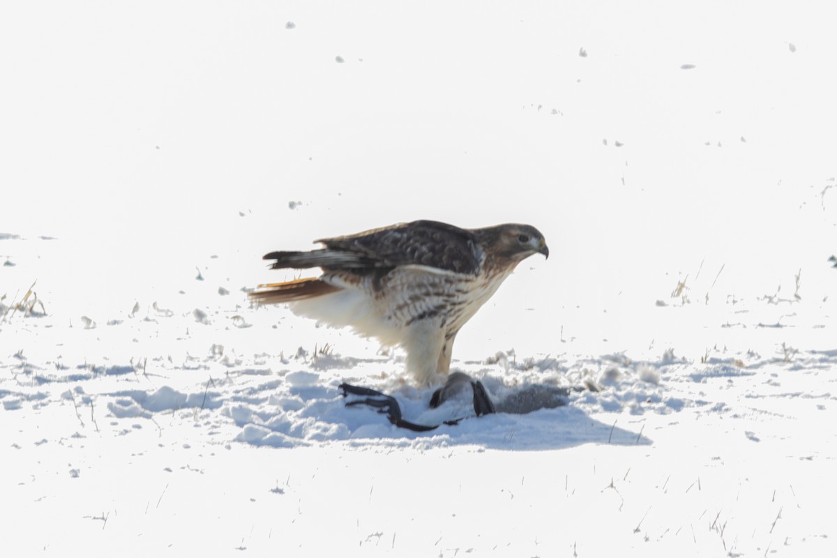 Red-tailed Hawk - ML627797682