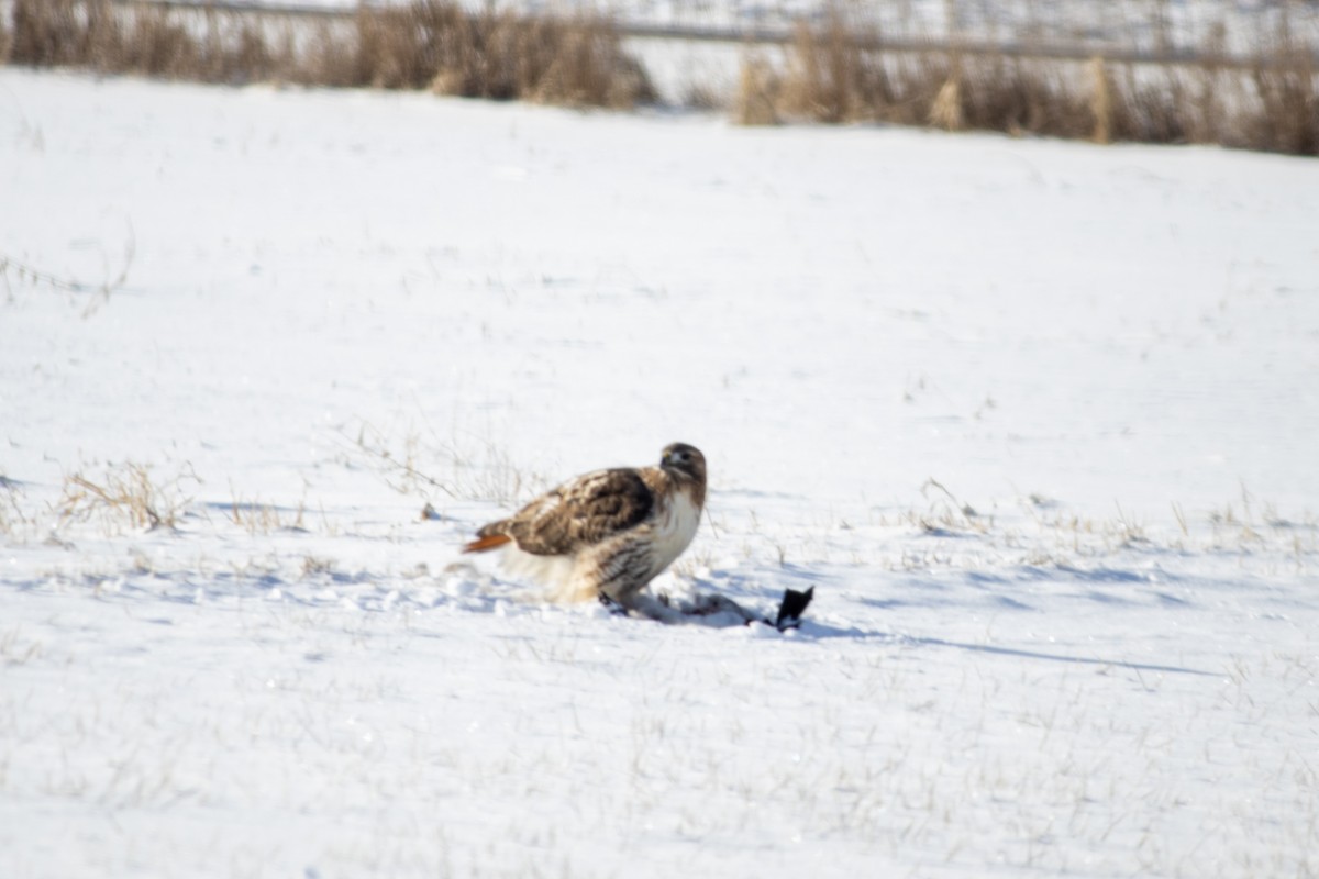 Red-tailed Hawk - ML627797683