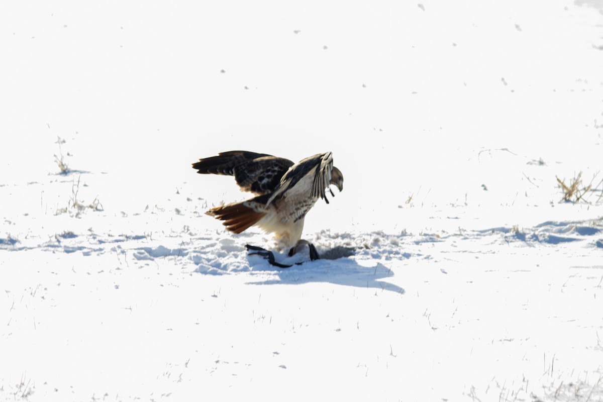 Red-tailed Hawk - ML627797684