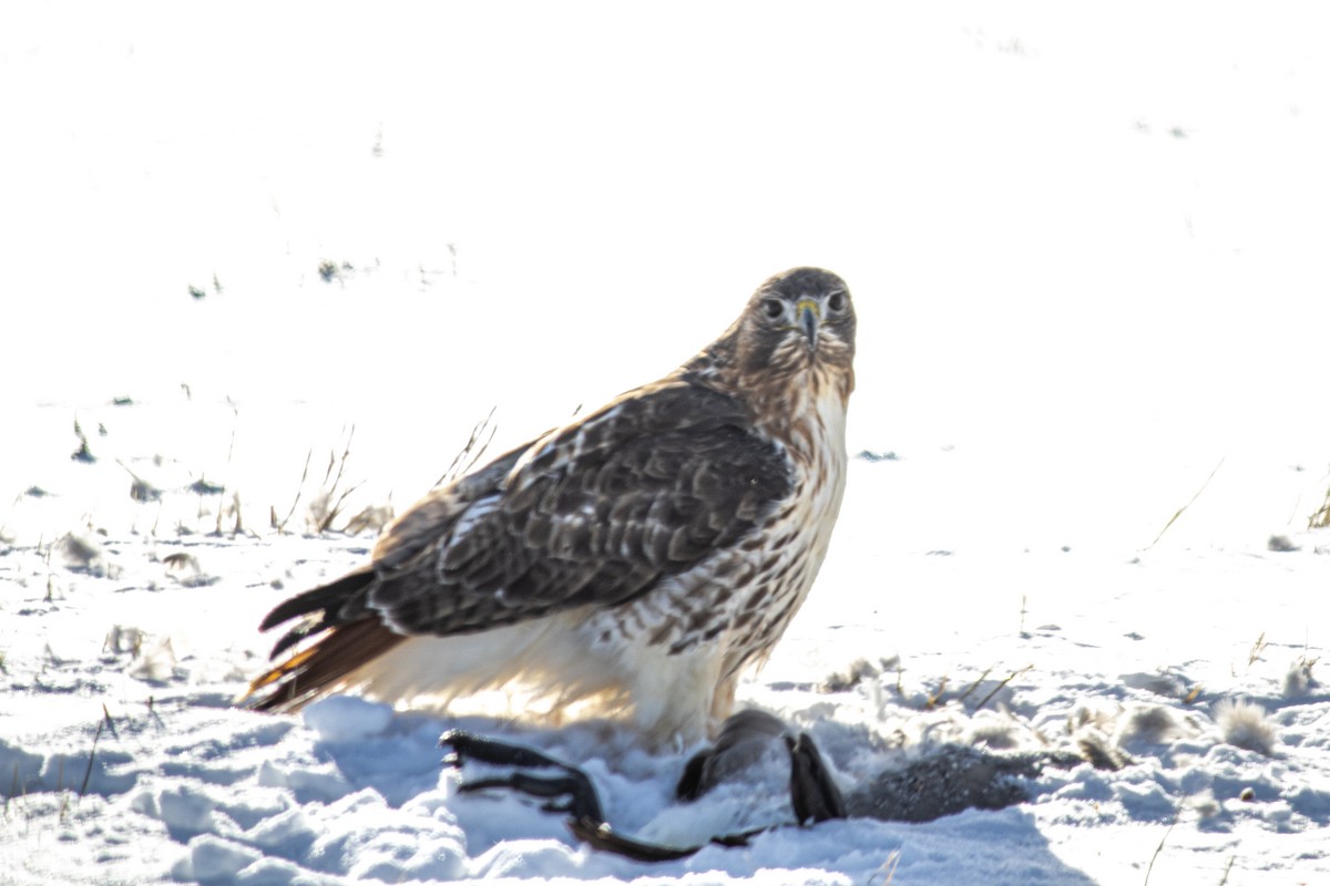 Red-tailed Hawk - ML627797685