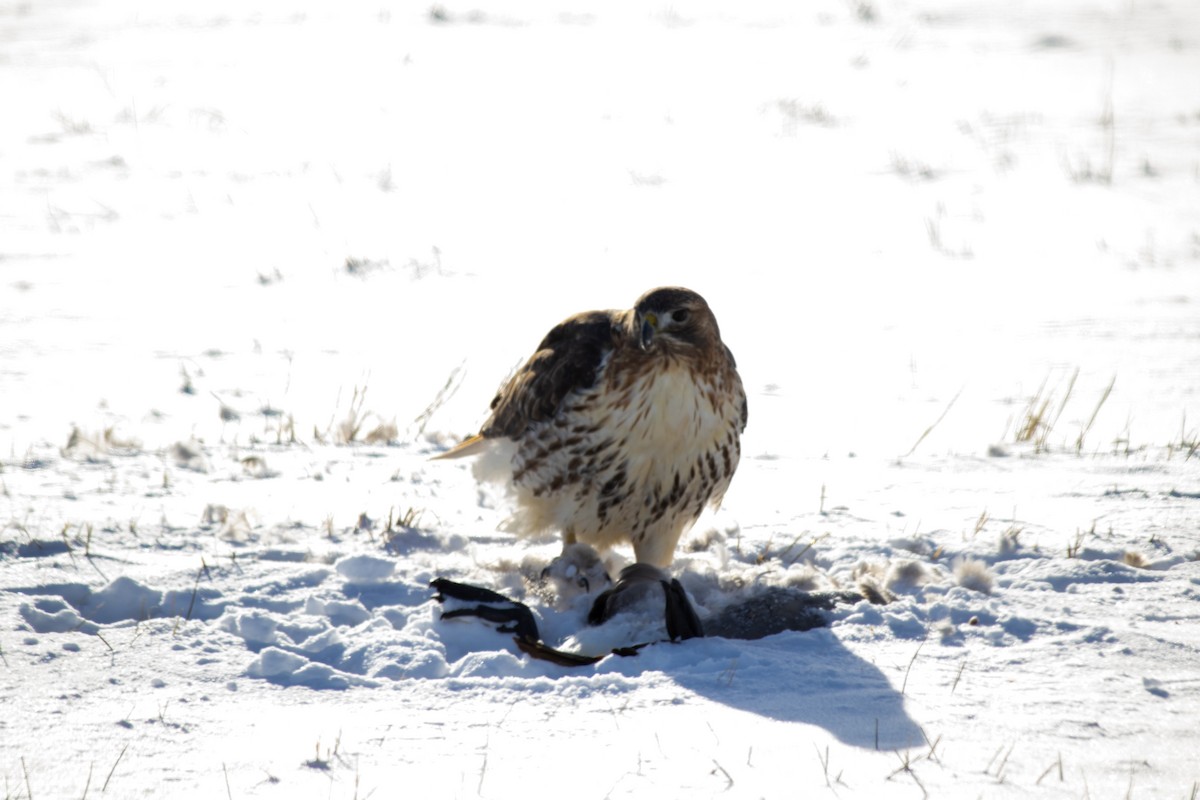 Red-tailed Hawk - ML627797686