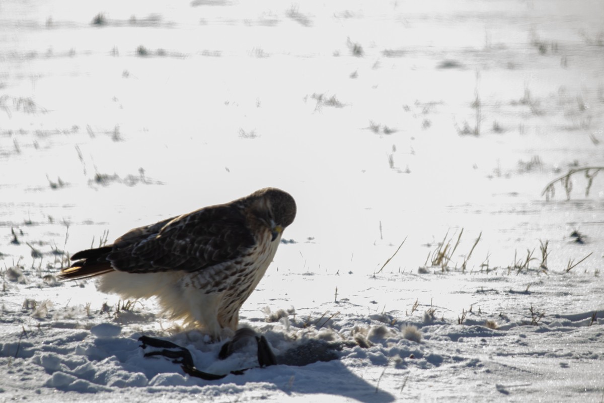 Red-tailed Hawk - ML627797687